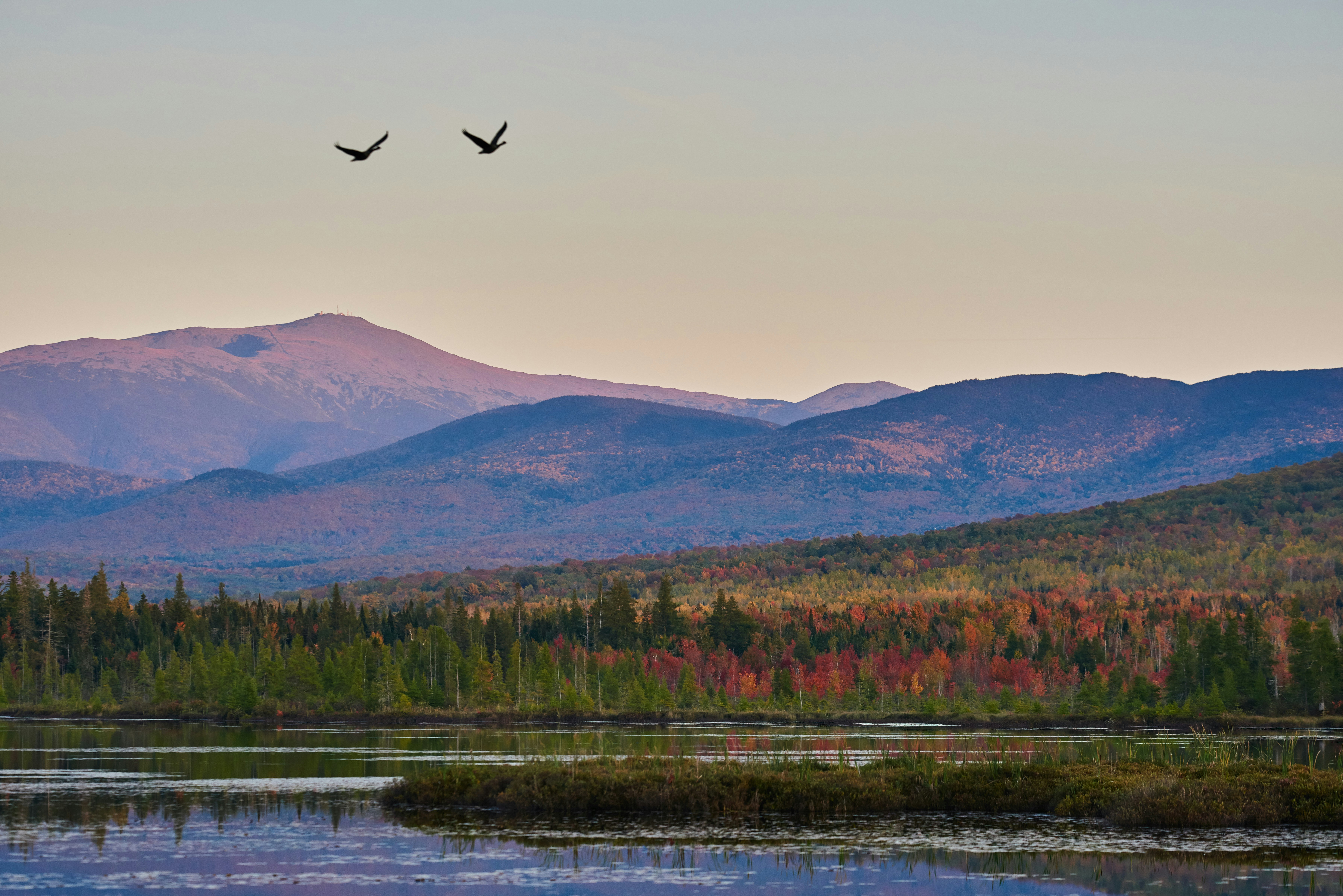 Birds flying over a lake in front of a mountain covered in trees with fall foliage