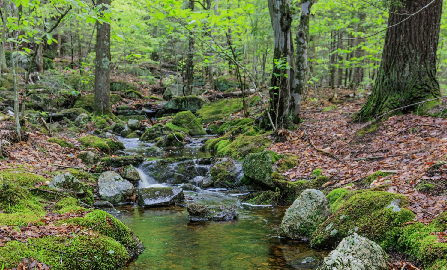 River in the middle of a forest