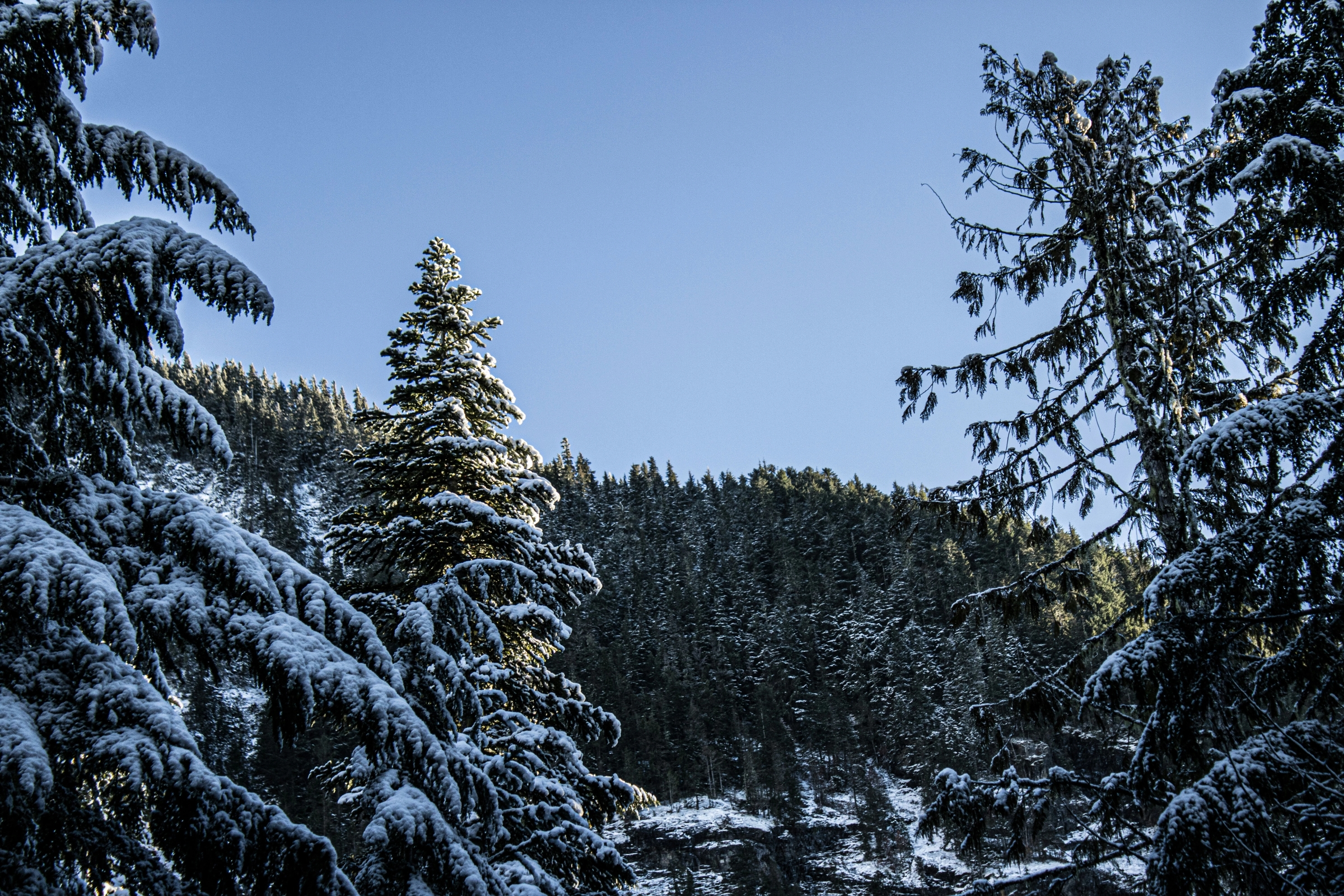 Snowy pine trees on a mountain trail